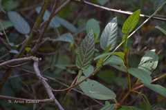 Desmodium triquetrum